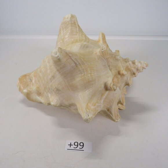 Large Real Conch Sea Shell 8.5" x 8" wide 7.5" tall has some chips - Picture 4 of 6